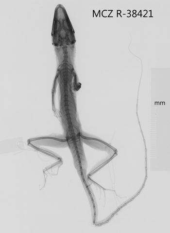 Media type: image;   Herpetology R-38421 Aspect: dorsoventral x-ray